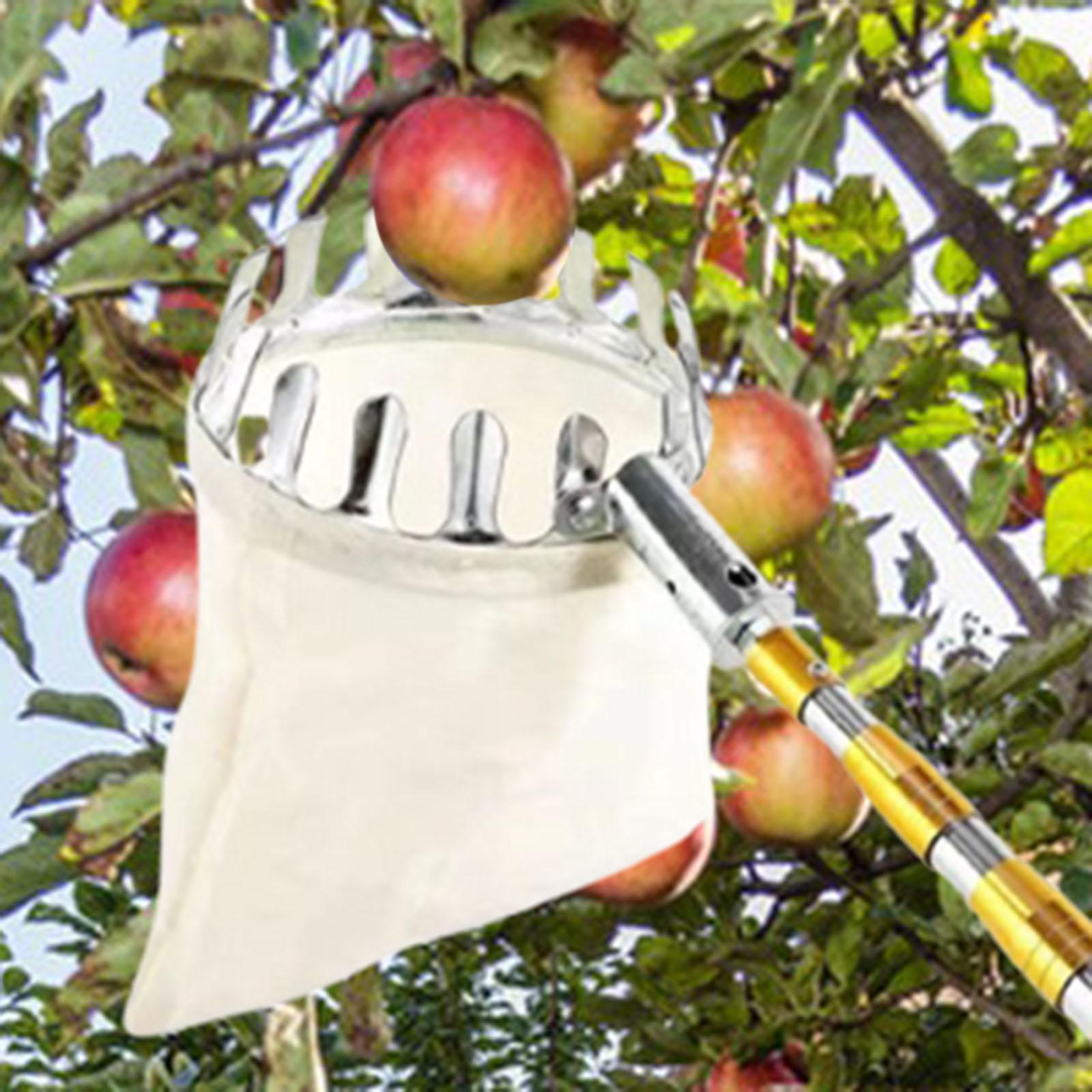 Stainless Steel Fruit Picker A – Agriculture Farming Practices recenzja i cena
