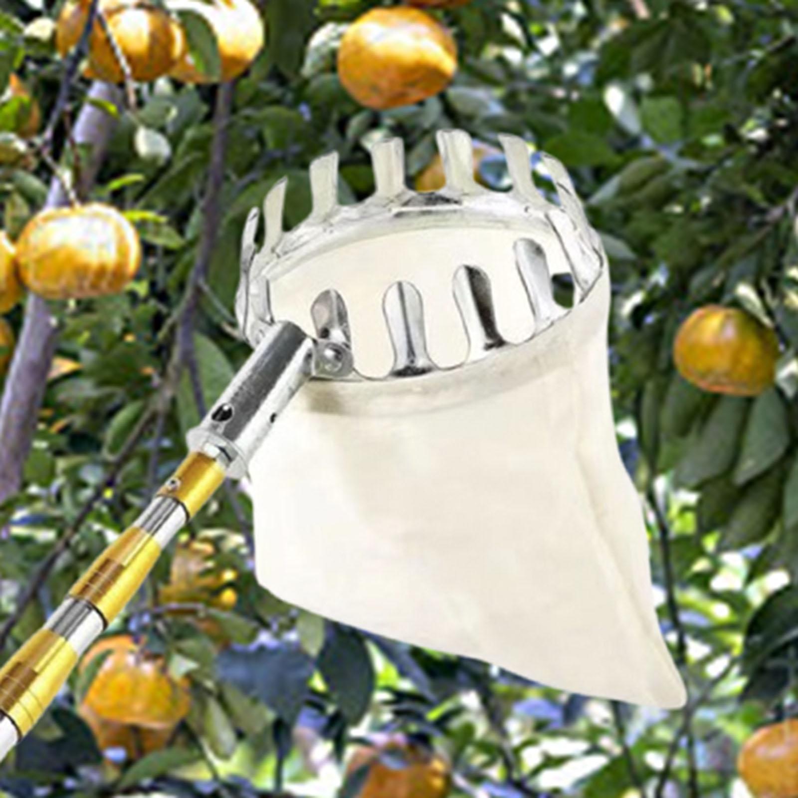 Stainless Steel Fruit Picker A – Agriculture Farming Practices recenzja i cena