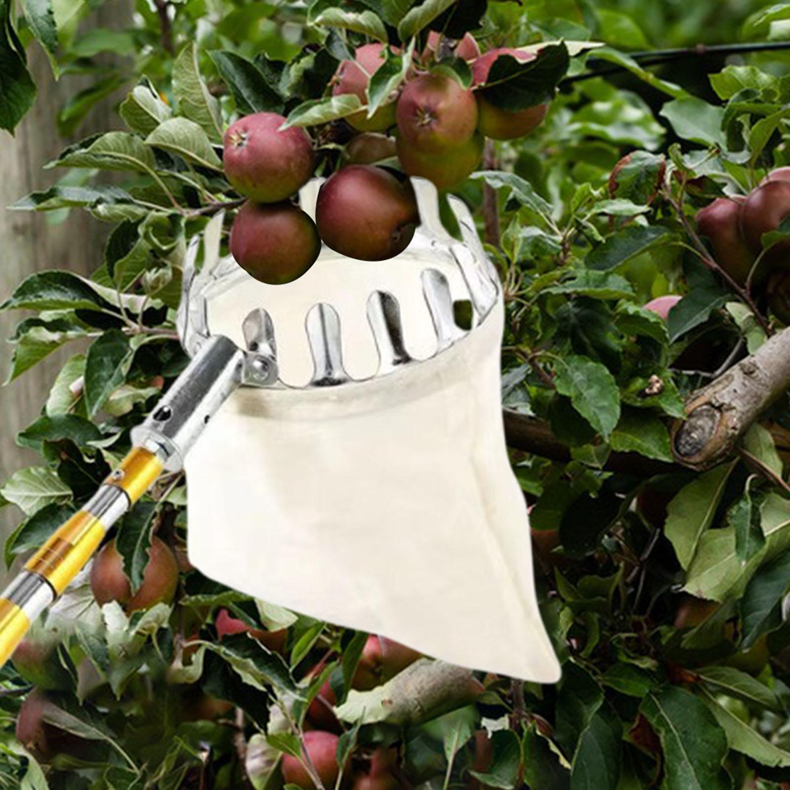 Stainless Steel Fruit Picker A – Agriculture Farming Practices recenzja i cena