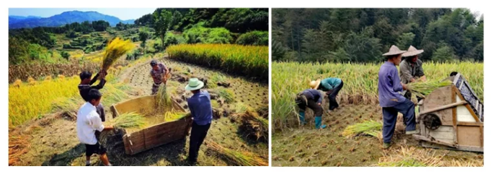 Family Use Agricultural Machin – Agriculture Farming Rice recenzja i cena