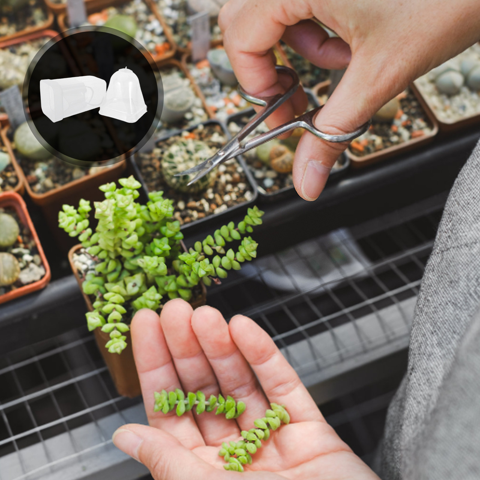 6Pcs Automatic Watering Plant  – Seed Planter recenzja i cena
