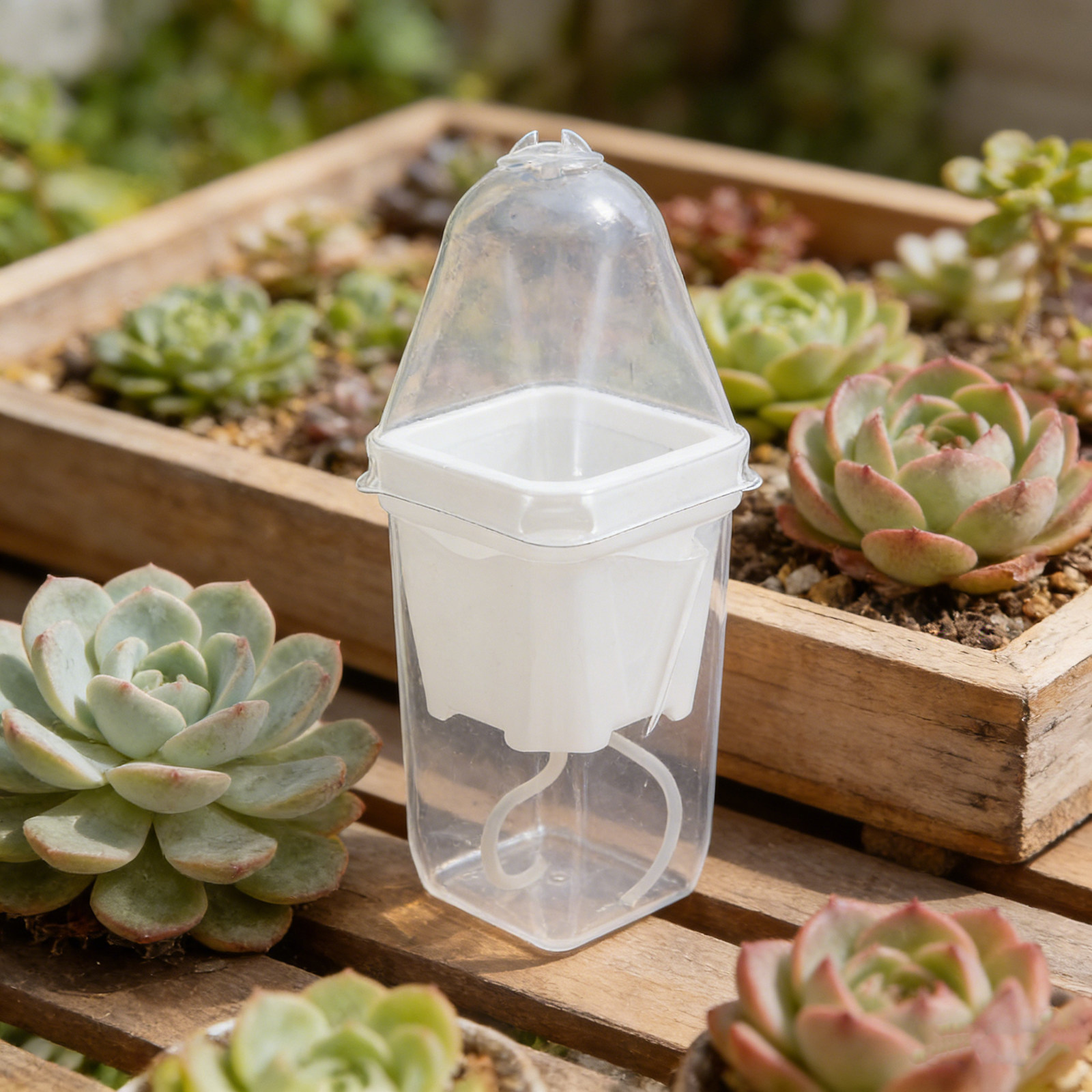 6Pcs Automatic Watering Plant  – Seed Planter recenzja i cena